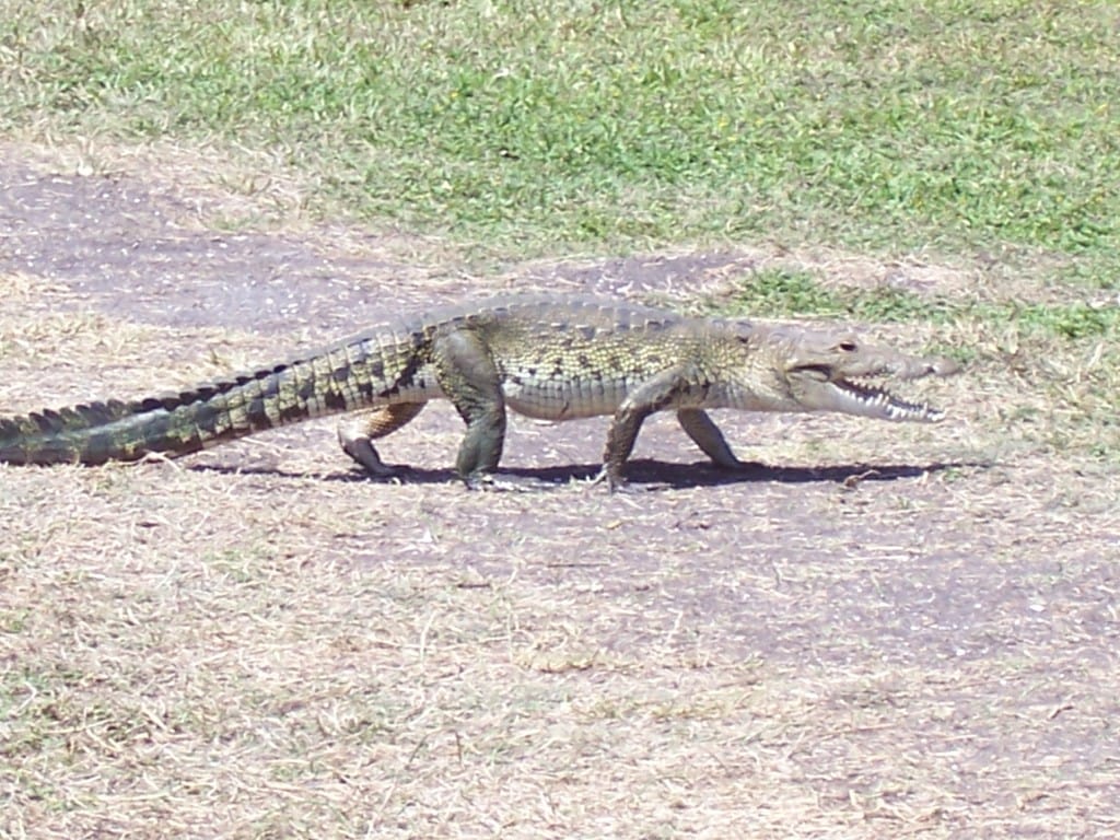 Croc at Tikal Tikal Ruins, Guatemala, Central America, crocodile