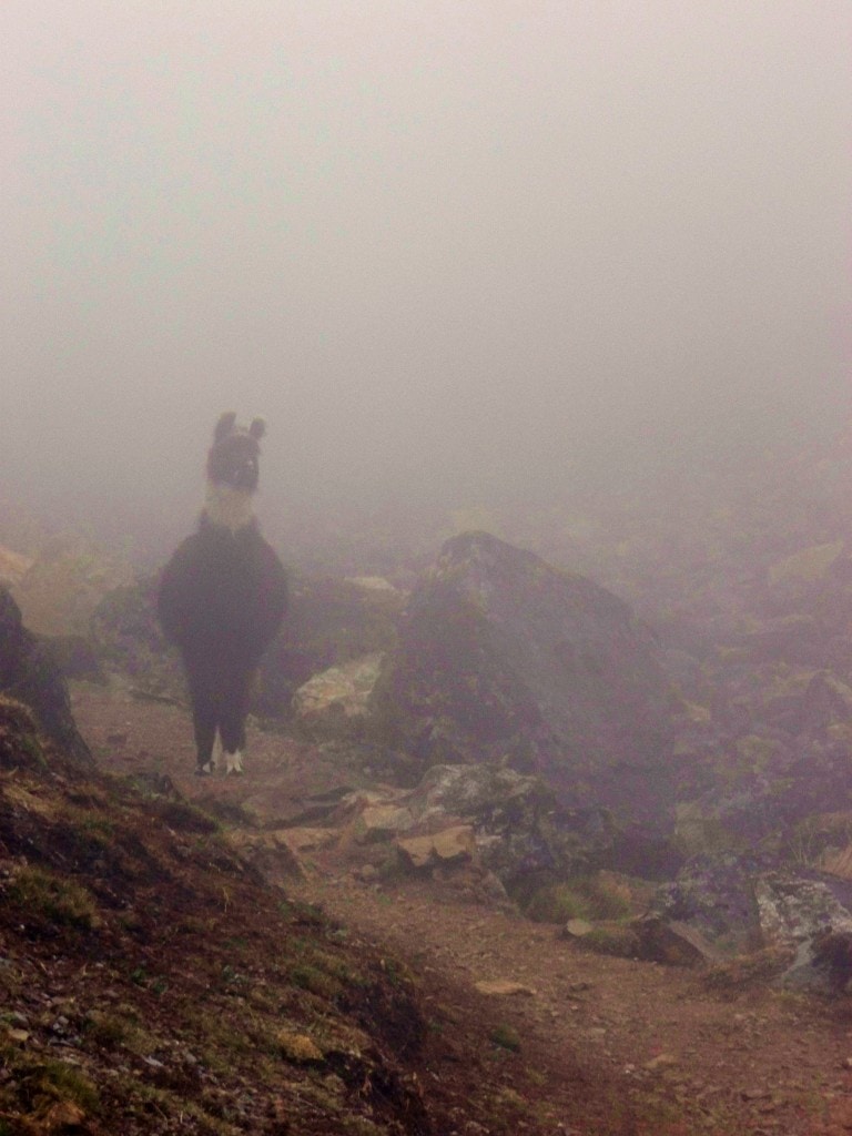 A llama on the Lares Trek As we took a break in the clouds, a llama came racing down through the fog towards us... Luckily I managed to get this shot, which I think it quite eerie.