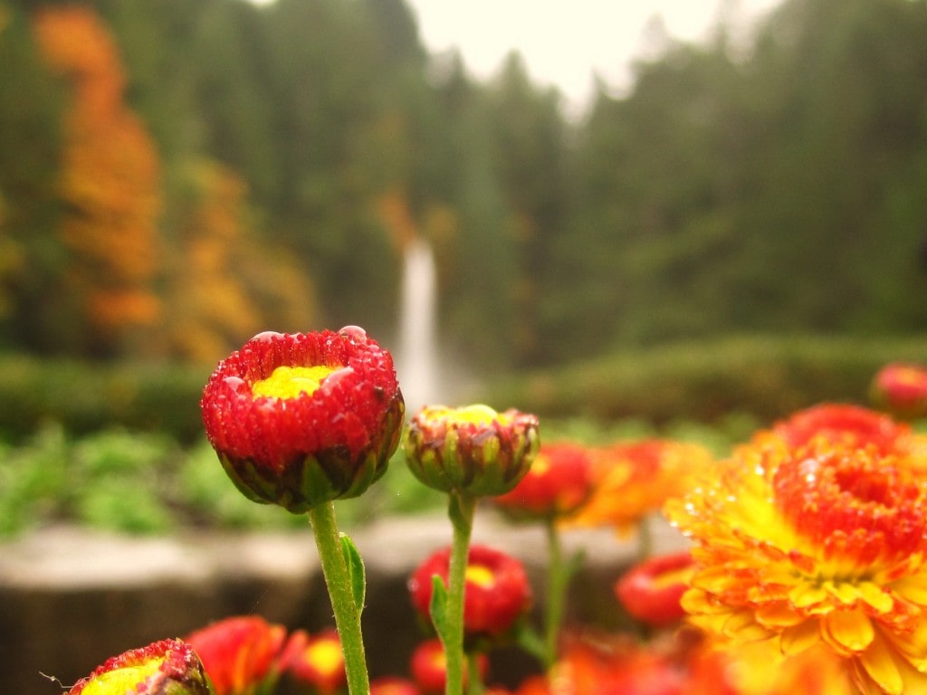 Water fountain in the background of this flower... I'm no flower expert so I'll say it's a red and yellow one