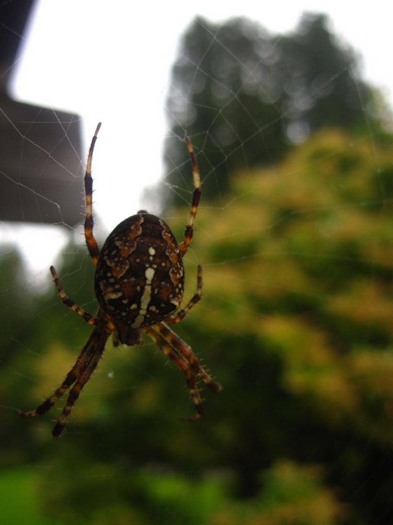 I don't know why I'm concluding this Flower Photo Essay with a picture of a spider... but how awesome is this spider?