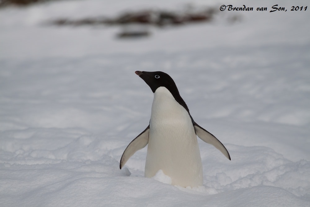 "Adelie Pose" - The Adelie are the smallest of the penguins we saw, which automatically makes them the cutest, and can't you just see their bright blue eyes shinning?