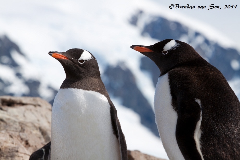The great thing about photographing penguins is that they always seem to have great expressions on their face.  Often they look as if they're very wise.