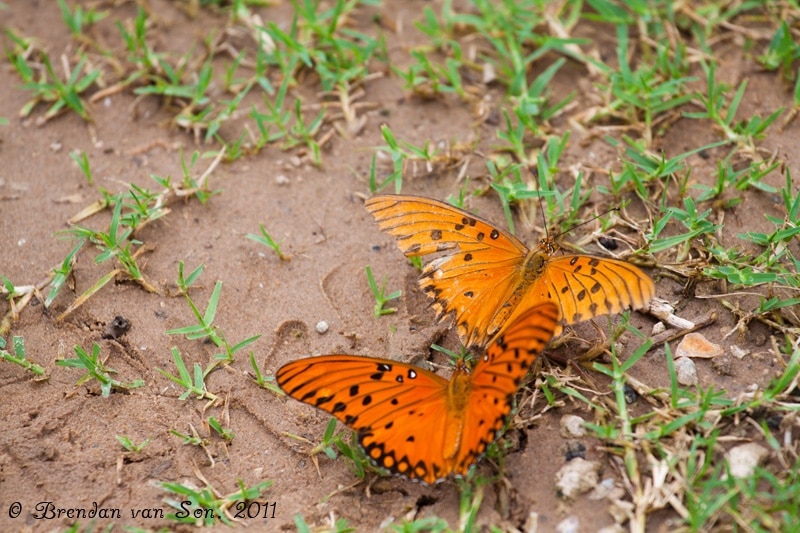 Butterflies, Pantanal, Brazil