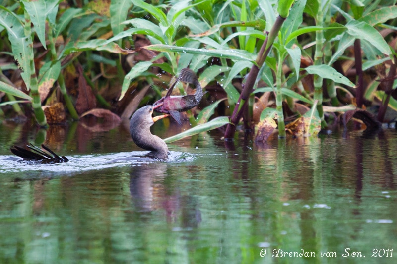 Bird with fish, pantanal, brazil