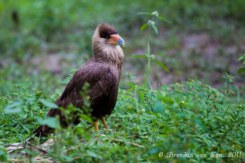 Hawk, Pantanal, Brazil