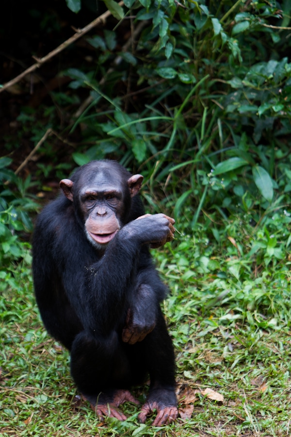 Tacugama Chimpanzee Sanctuary Sierra Leone
