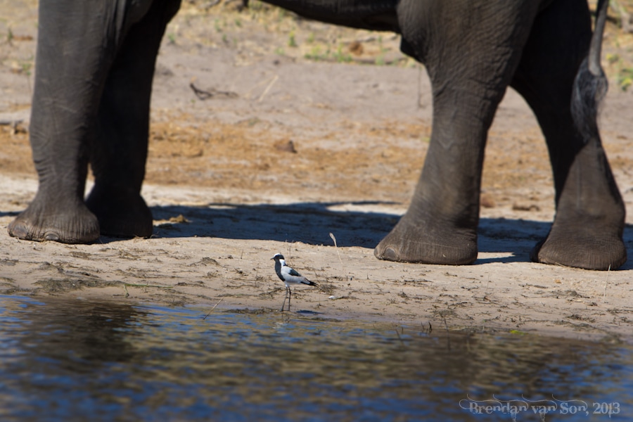 bird and elephant, Chobe National Park