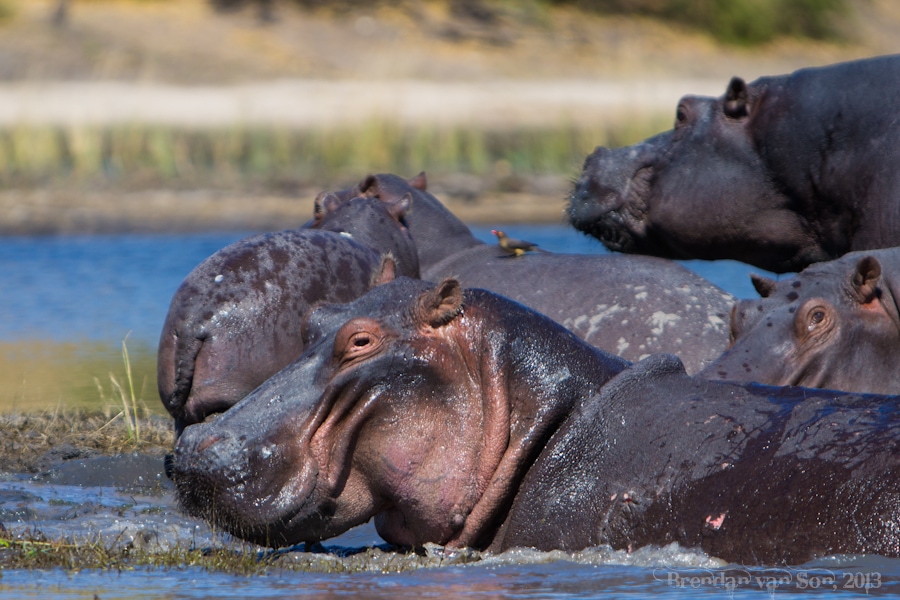 Look at the hippos just laying around in the water... get a job already #WarOnHippos