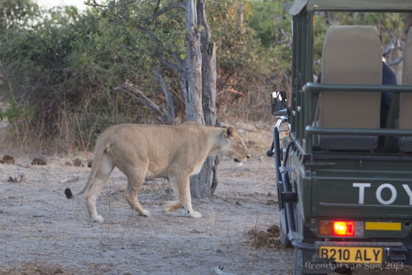 Lioness, Chobe National Park