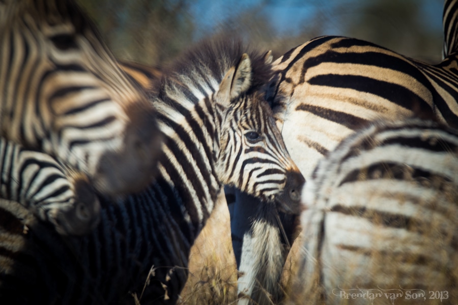 Kruger National Park, Zebra