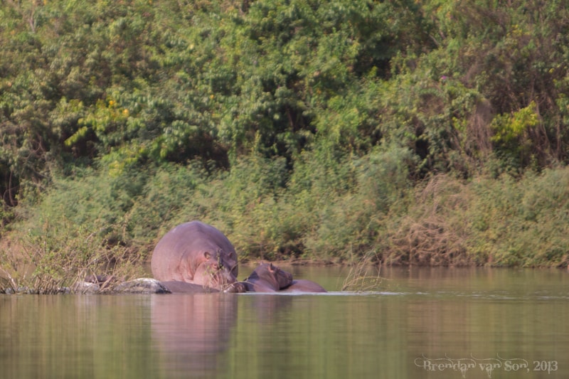Ghana Pictures, hippos