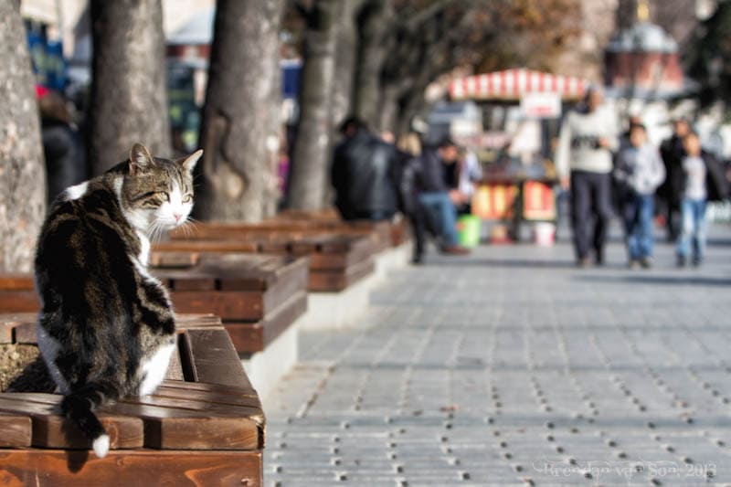 cats Istanbul