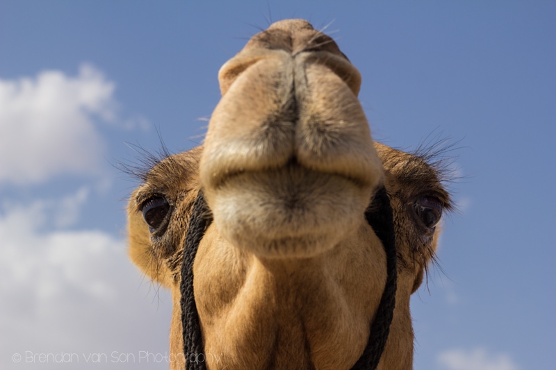 Camel Wahiba Sands Oman