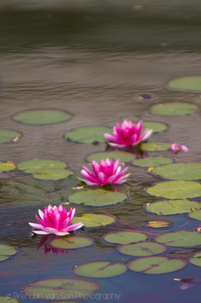 Changsha Lotus Flowers