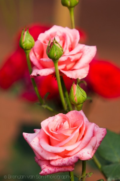 Roses Changsha China