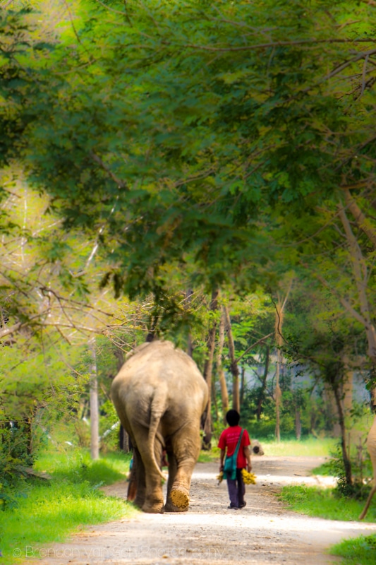 Elephant Nature Park Chaing Mai