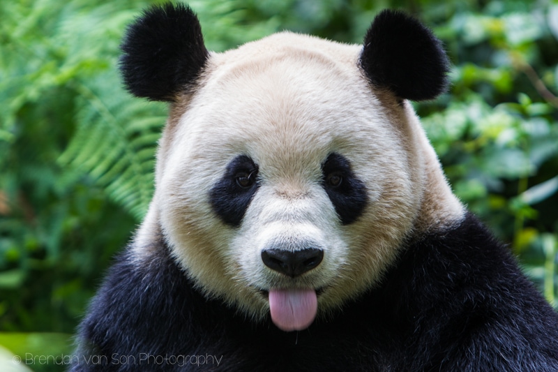 Panda Bear, Bifengxia, China