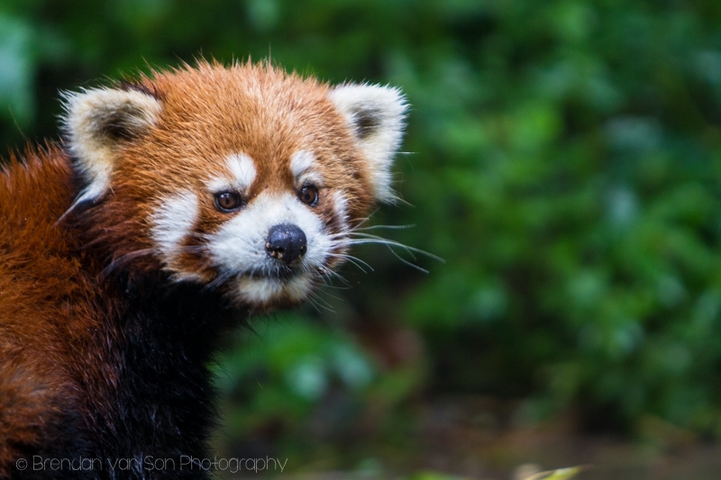 Red Panda, Chengdu, China