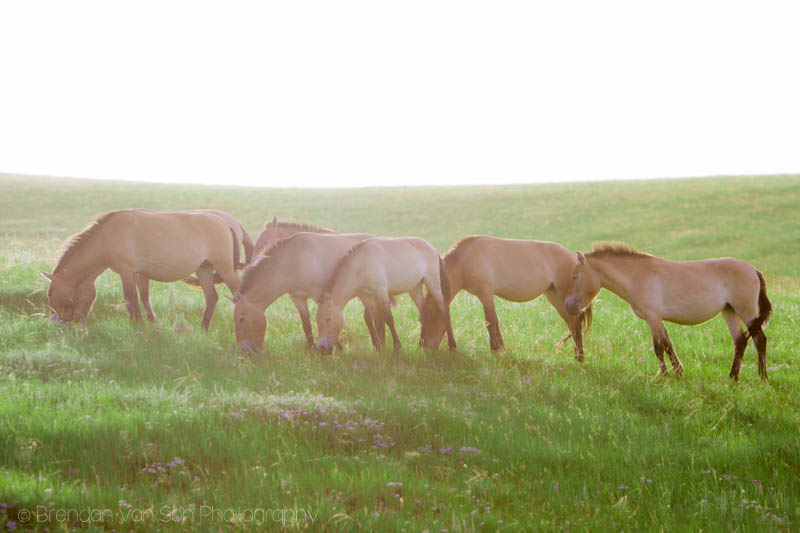 Wild horses in Hustai National Park