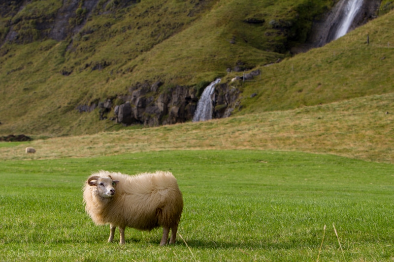 Sheep, Iceland