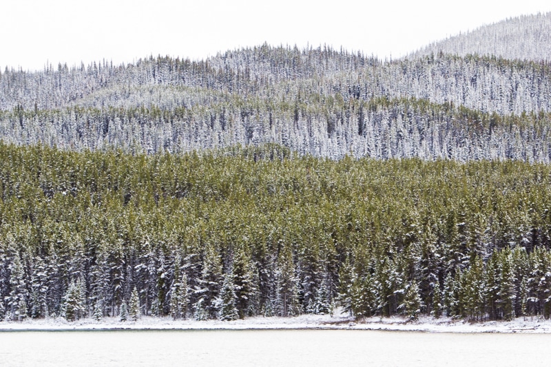 Jasper, snow