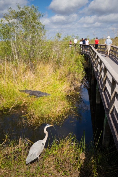 Boardwalk, Everglades National Park, Florida