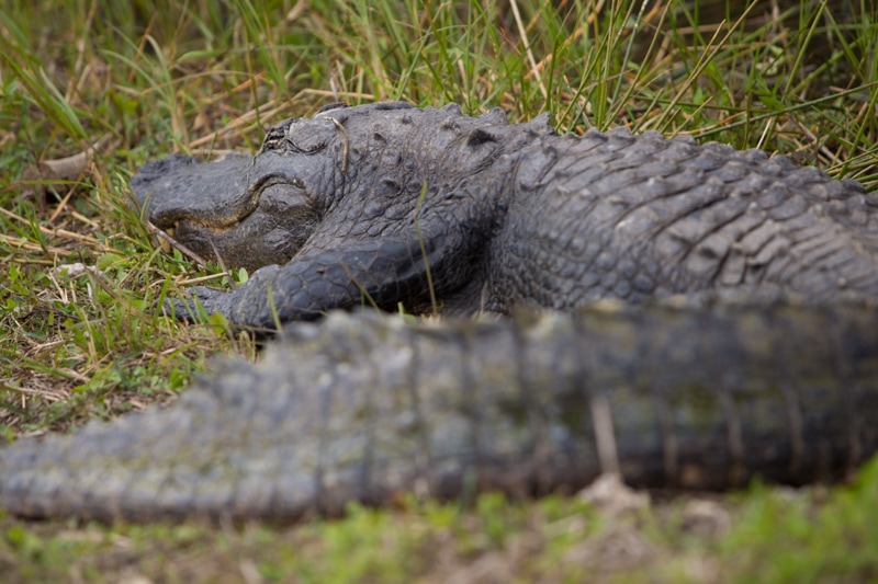 alligator, Everglades National Park, Florida