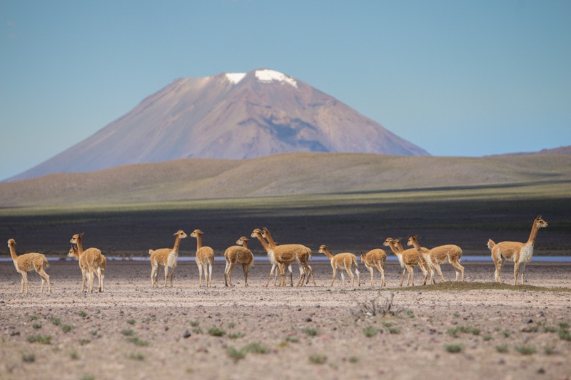 Vicuna, Peru