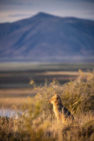 Andean Fox