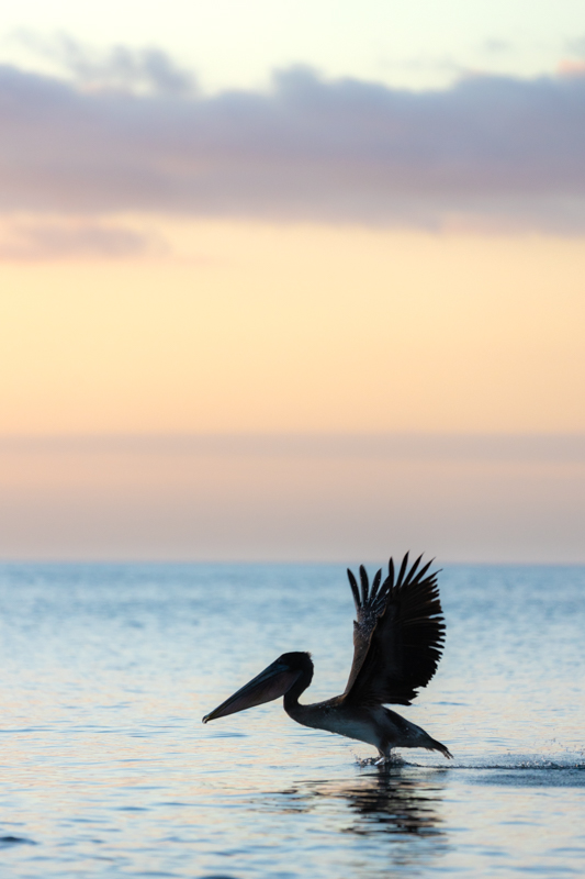 Pelican at sunset